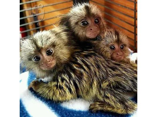 PoulaTo: Αξιολάτρευτα μωρά μαϊμούδες διαθέσιμα και έτοιμα για επιστροφή στο σπίτι.